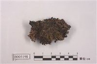 藏品(梅衣屬 )的圖片